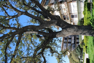 Quercia Filangeri